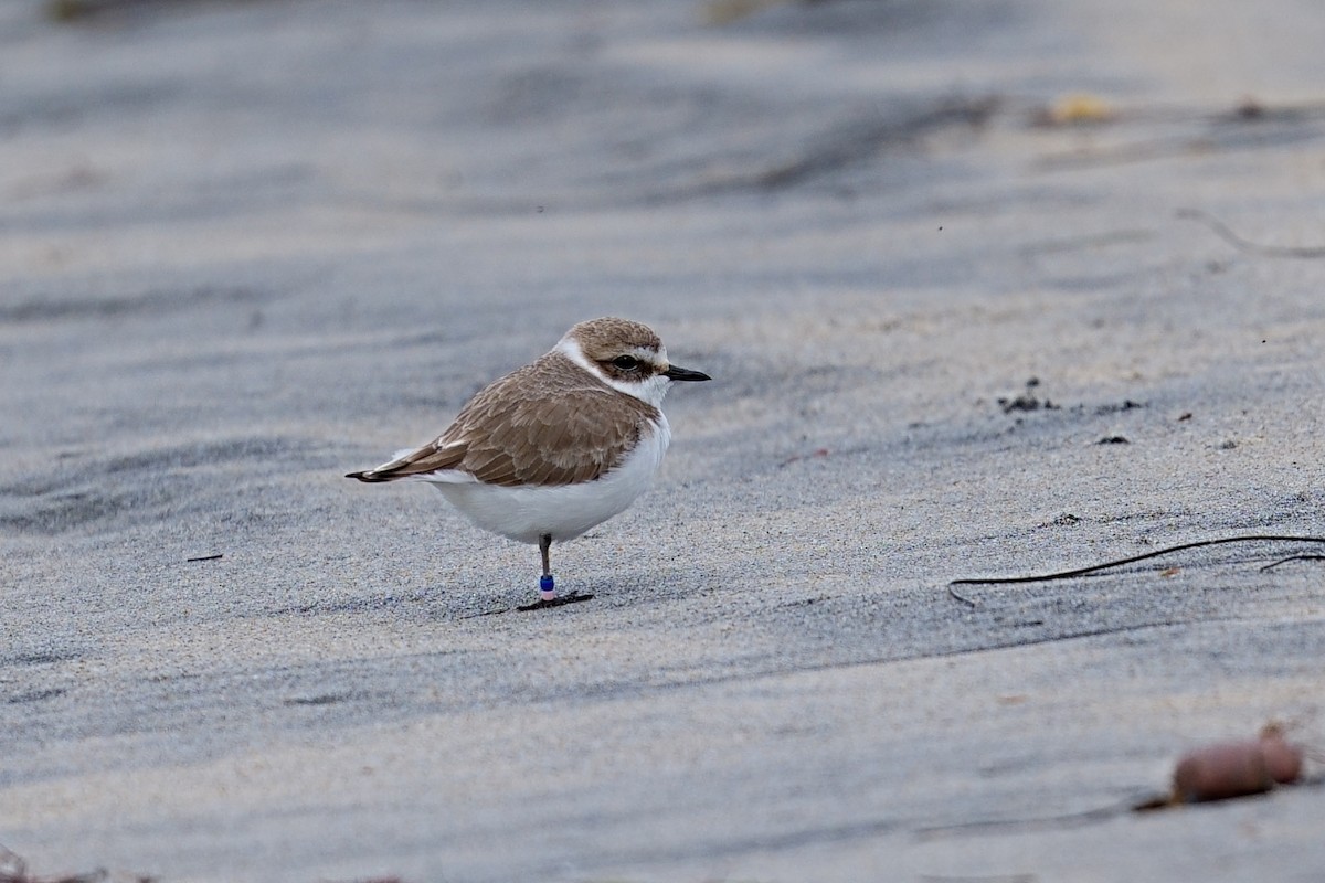 California Bird Atlas Checklist - 6 Jan 2026 - Cardiff SB - 31 species ...