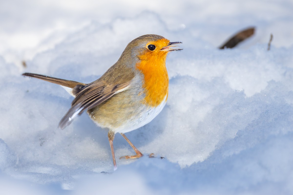 European Robin - ML648418676