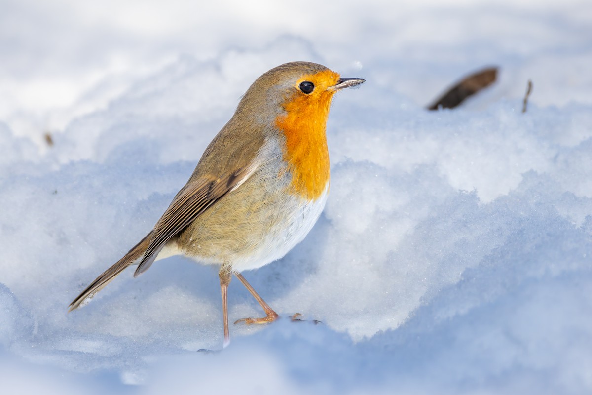 European Robin - ML648418677