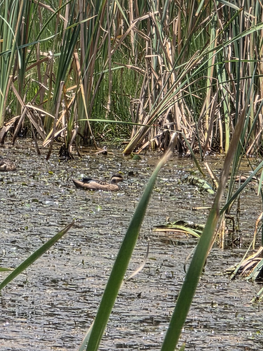 Sarcelle à bec bleu - ML648419075