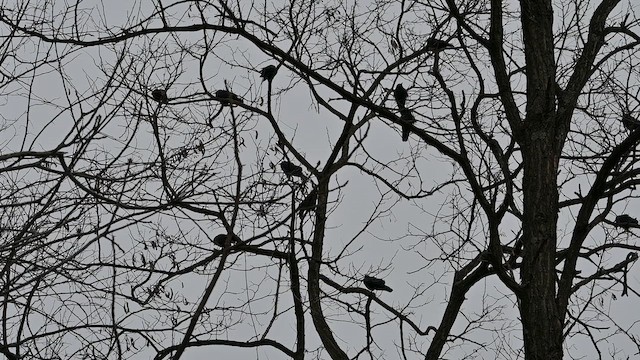 Fish Crow - ML648419648