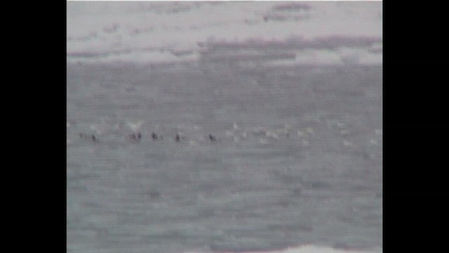 Snow Petrel - ML648420285