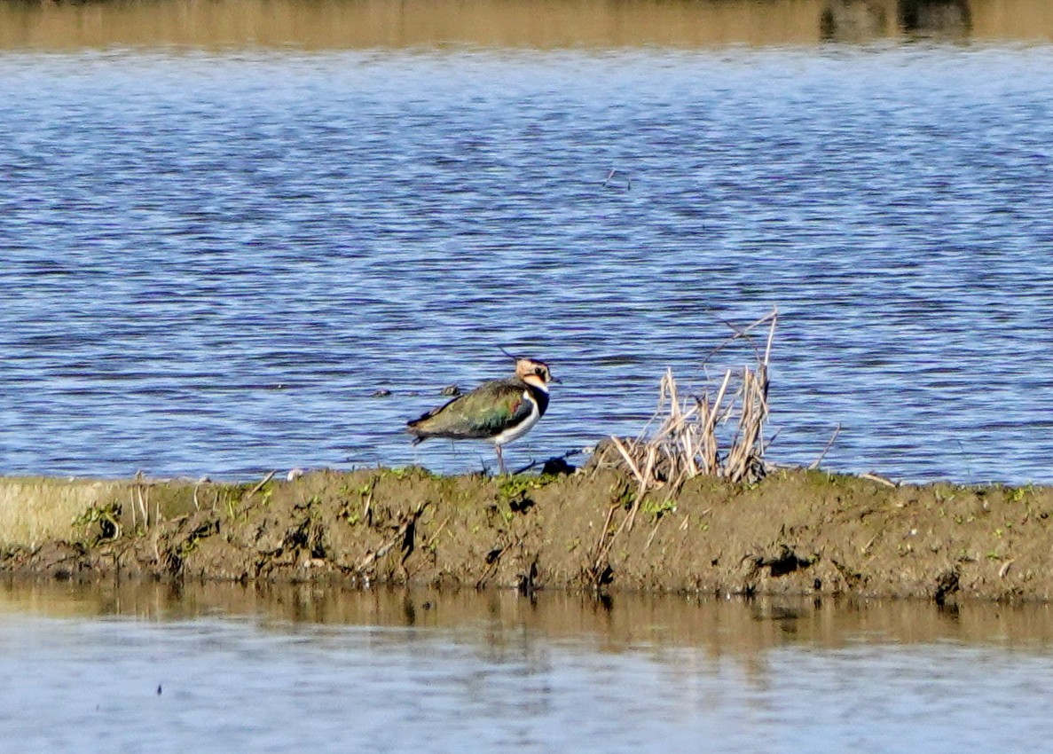 Avefría Europea - ML648421356