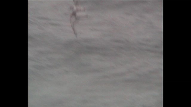 Blue Petrel - ML648421514