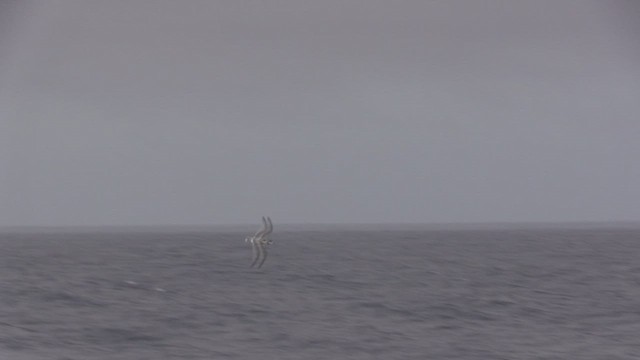 Blue Petrel - ML648421582