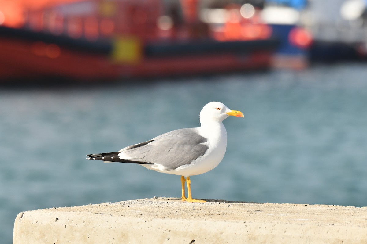 Yellow-legged Gull - ML648421726