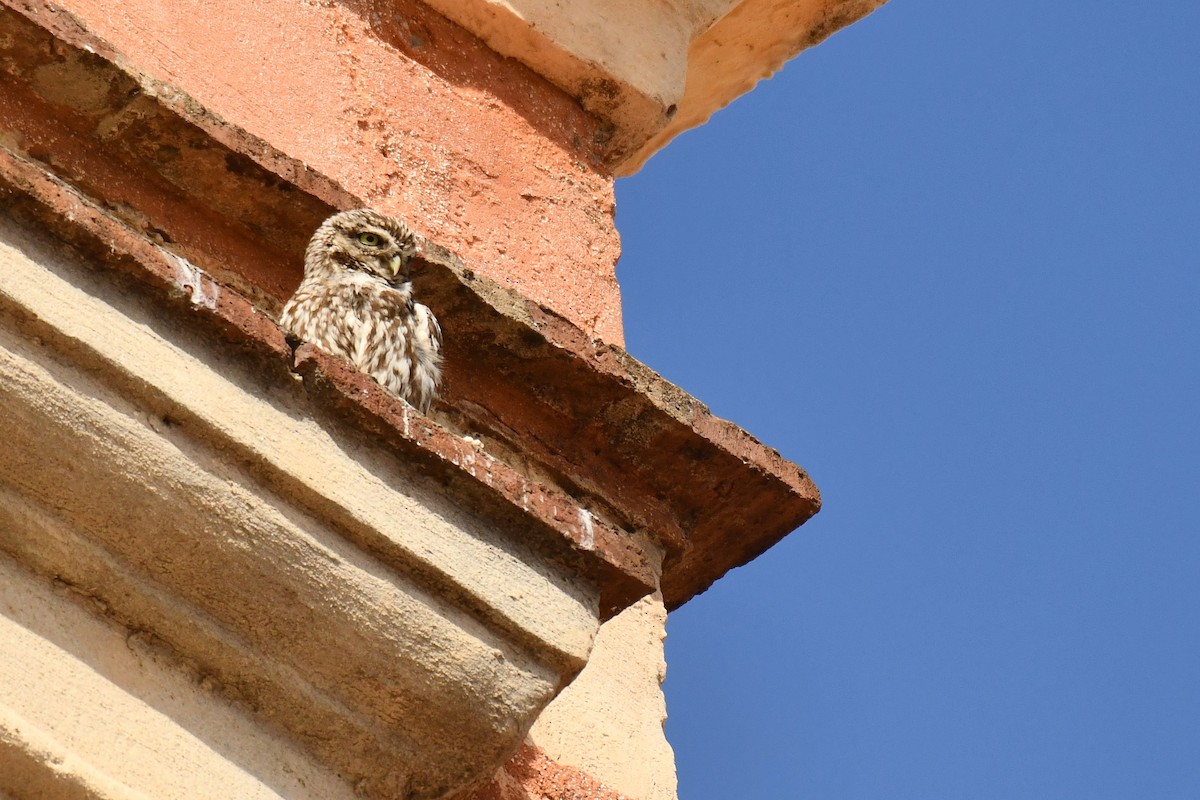 Little Owl - ML648421736