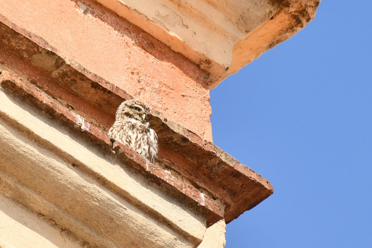 Little Owl - ML648421737