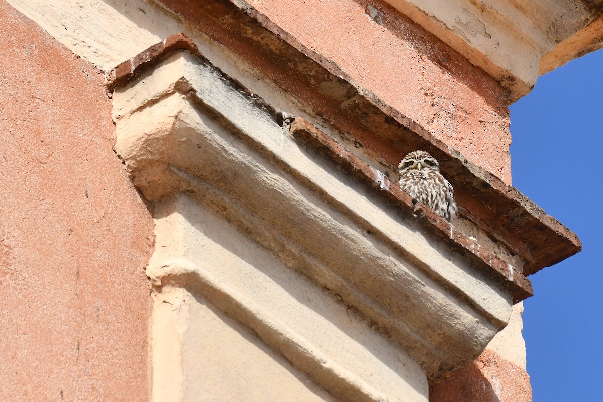 Little Owl - ML648421738