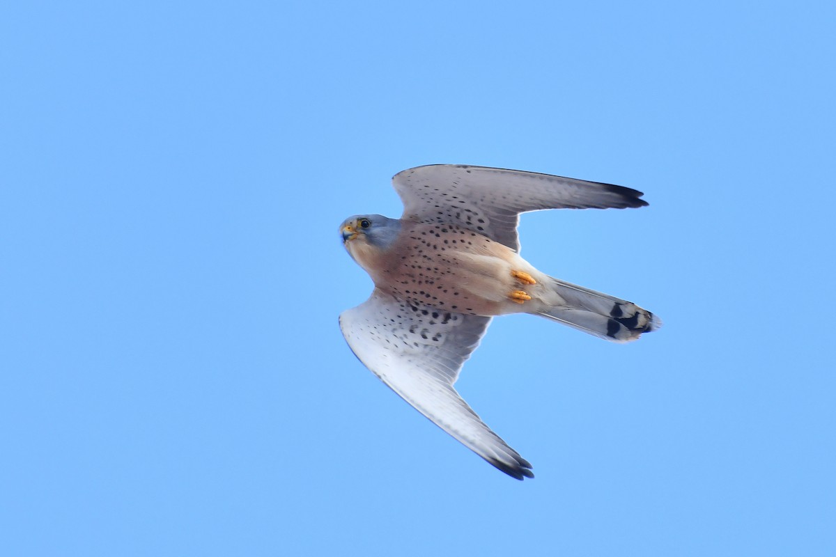 Lesser Kestrel - ML648421756