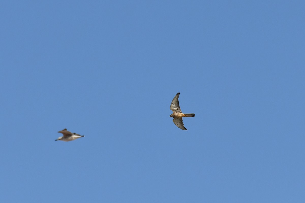 Lesser Kestrel - ML648421760