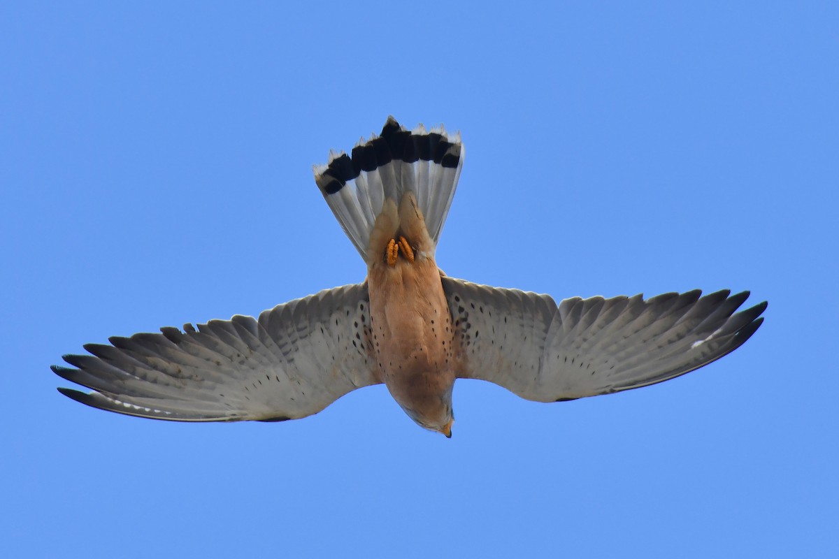 Lesser Kestrel - ML648421767