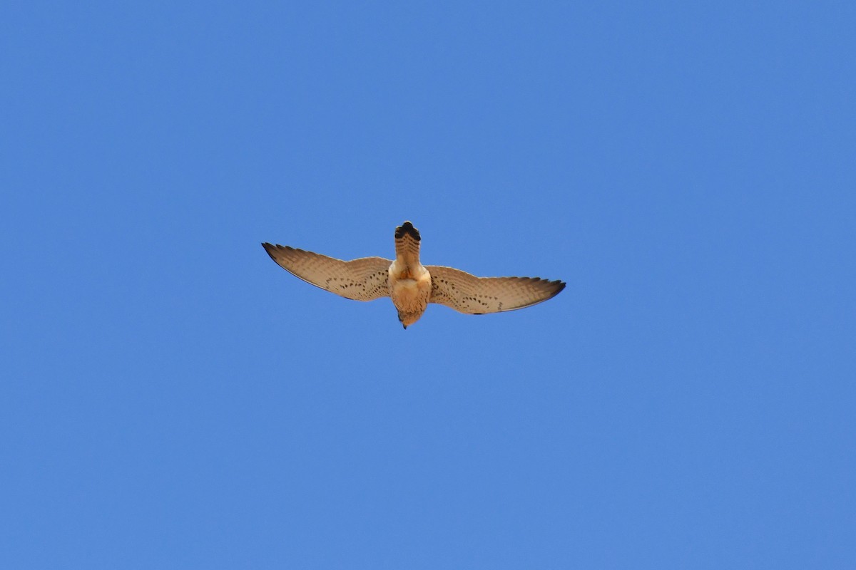 Lesser Kestrel - ML648421768