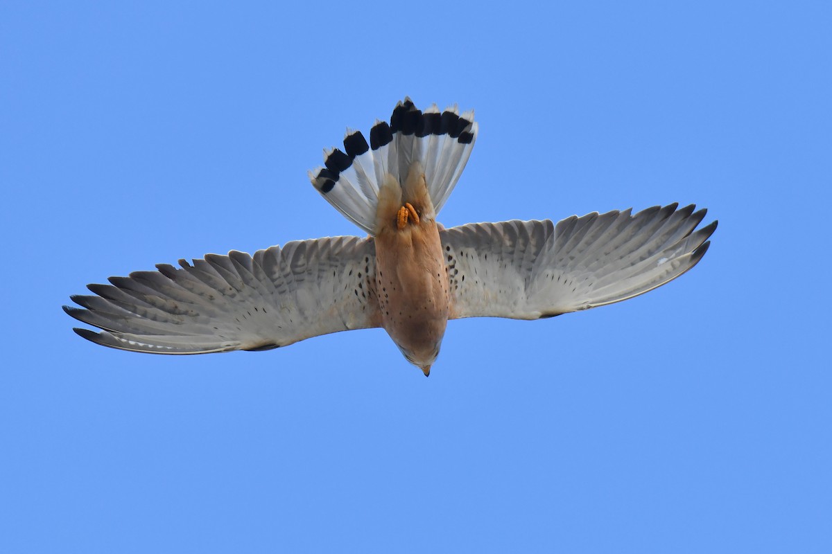Lesser Kestrel - ML648421769