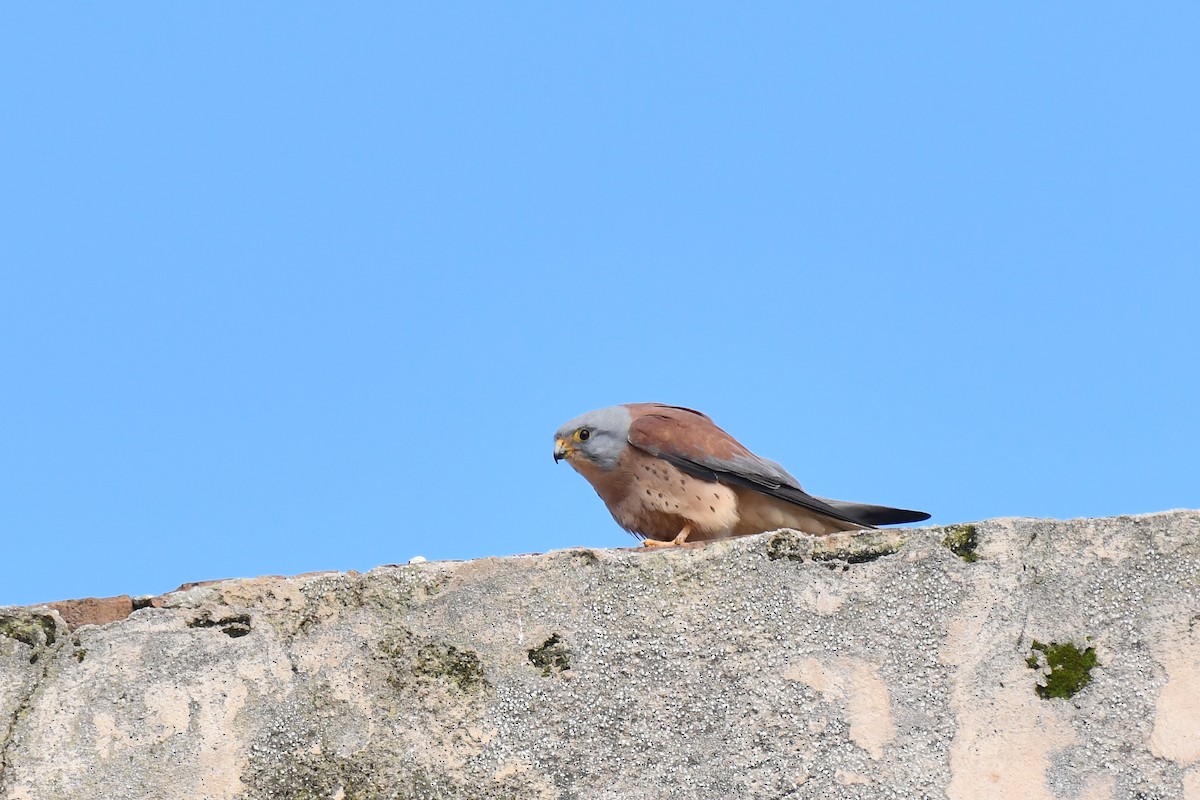 Lesser Kestrel - ML648421770