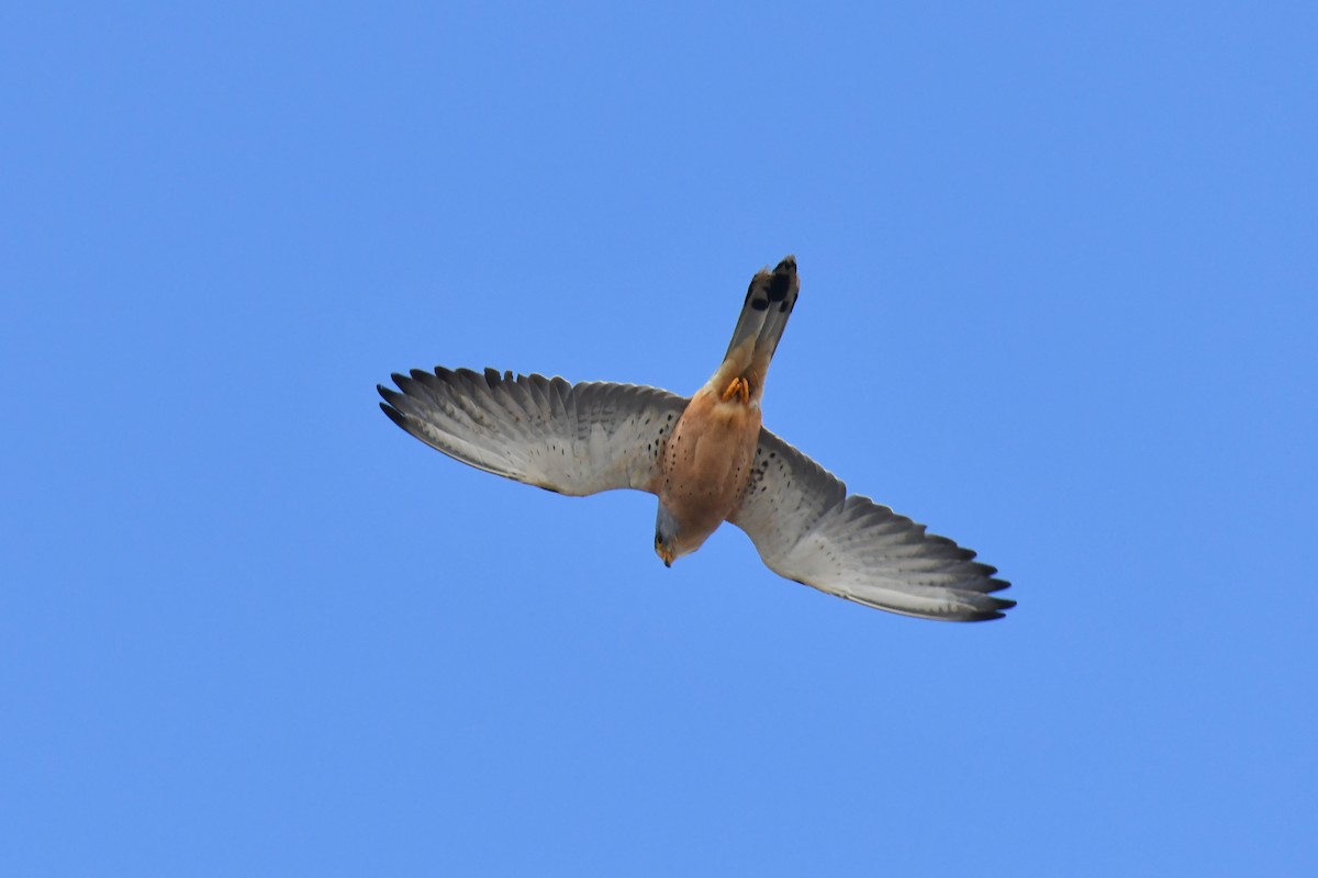 Lesser Kestrel - ML648421771