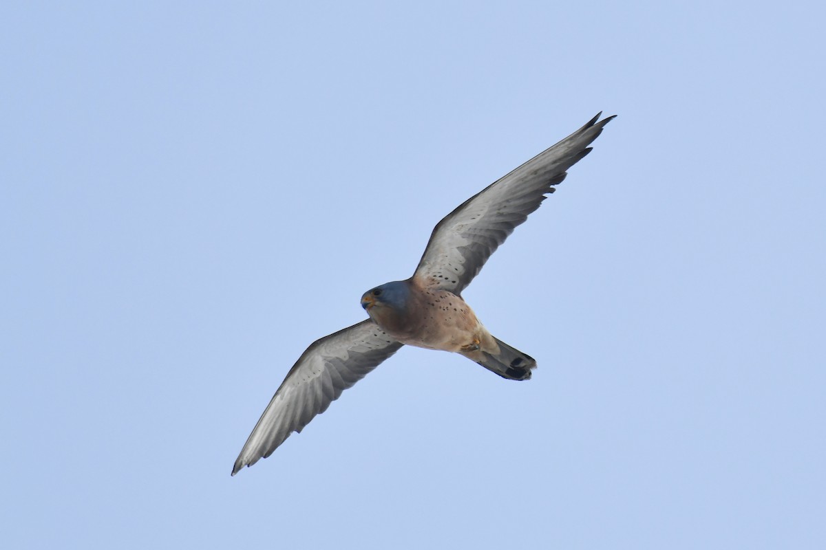 Lesser Kestrel - ML648421772