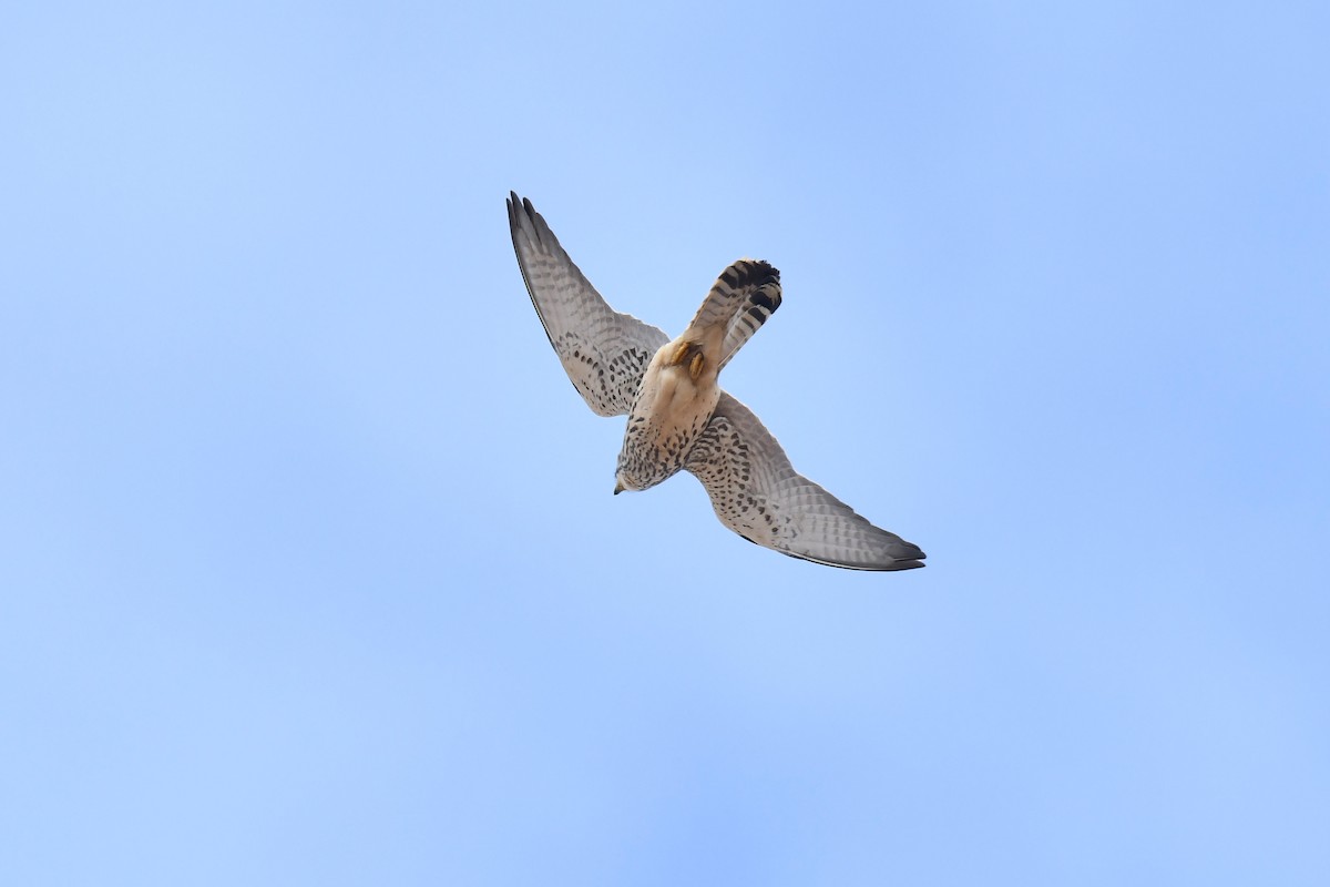 Lesser Kestrel - ML648421773