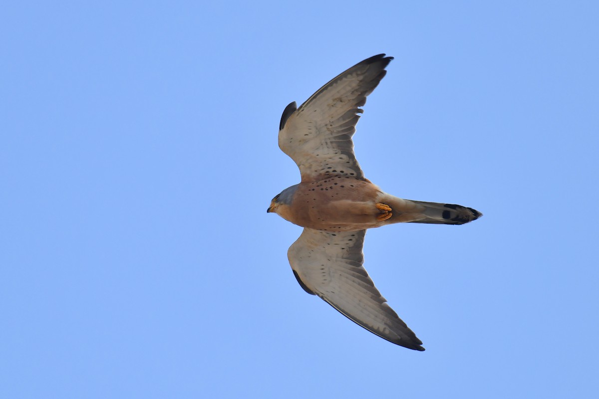 Lesser Kestrel - ML648421775