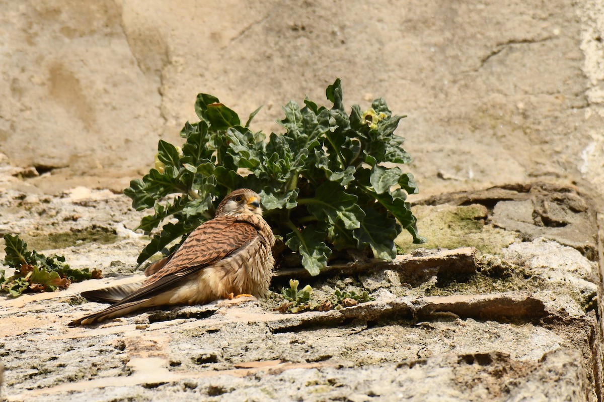 Lesser Kestrel - ML648421776