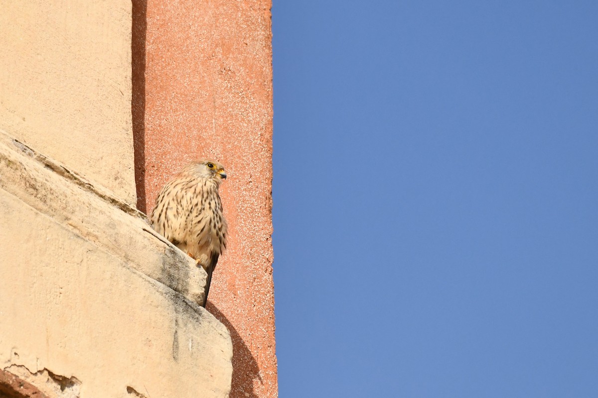 Lesser Kestrel - ML648421777