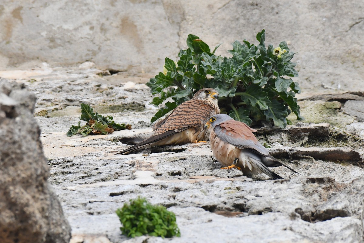 Lesser Kestrel - ML648421779