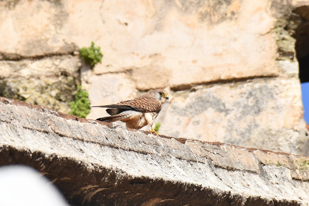 Lesser Kestrel - ML648421780