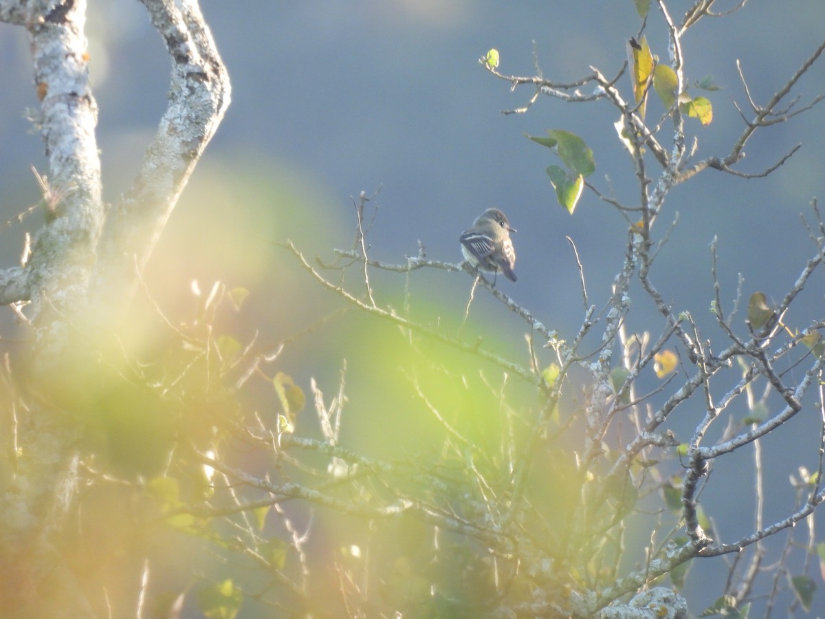 Sarı Karınlı Boreal Sinekkapan - ML648422291