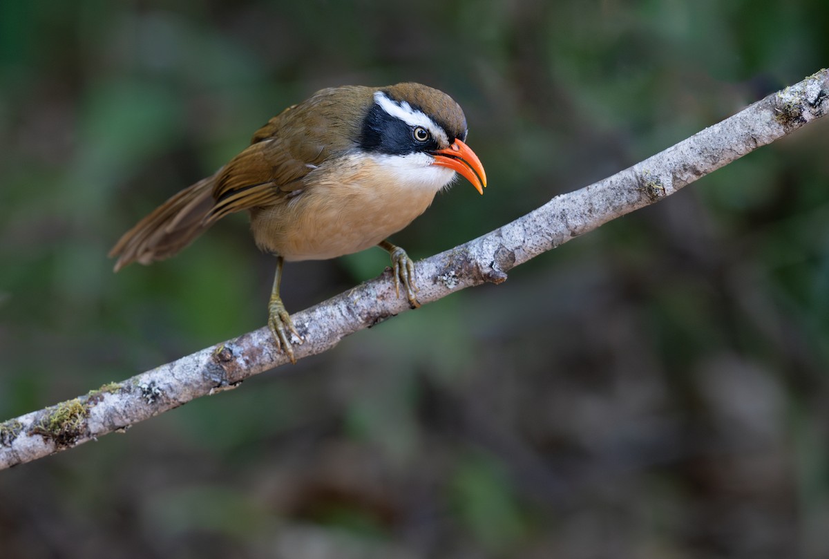 Brown-crowned Scimitar-Babbler - ML648422361