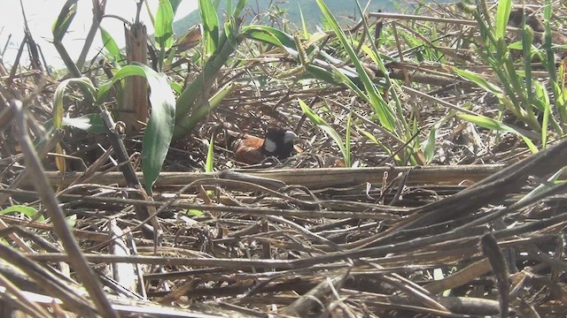 Chestnut-backed Sparrow-Lark - ML648423071