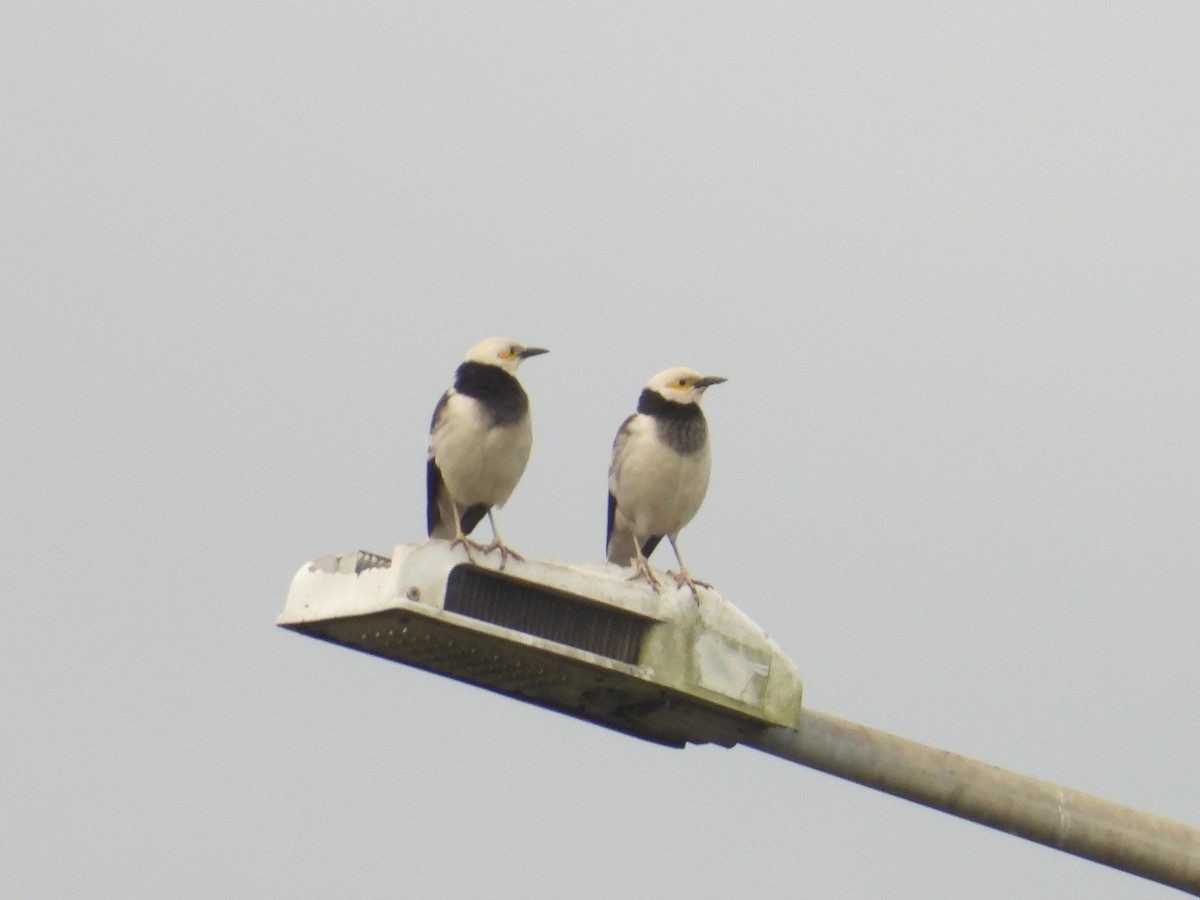 Schwarzhalsstar - ML648423148