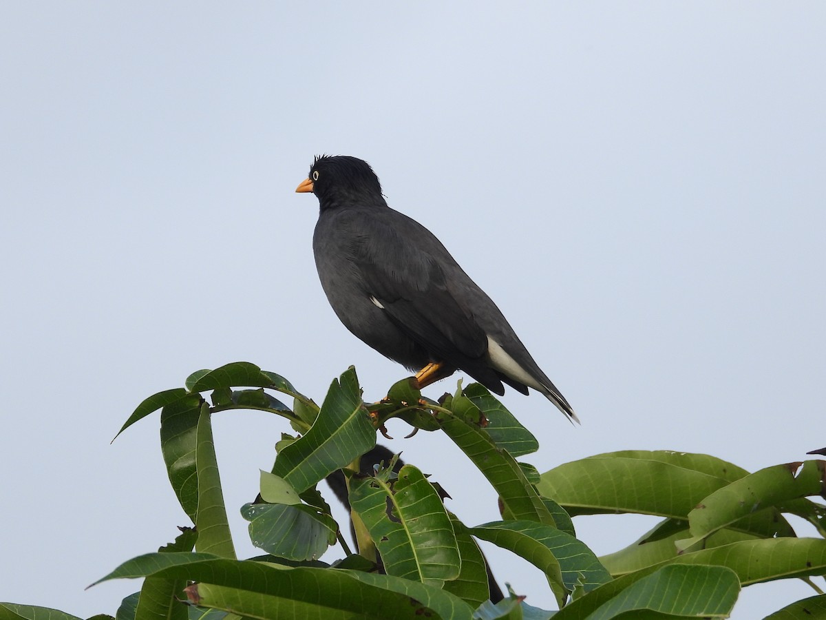 Javamaina - ML648423160