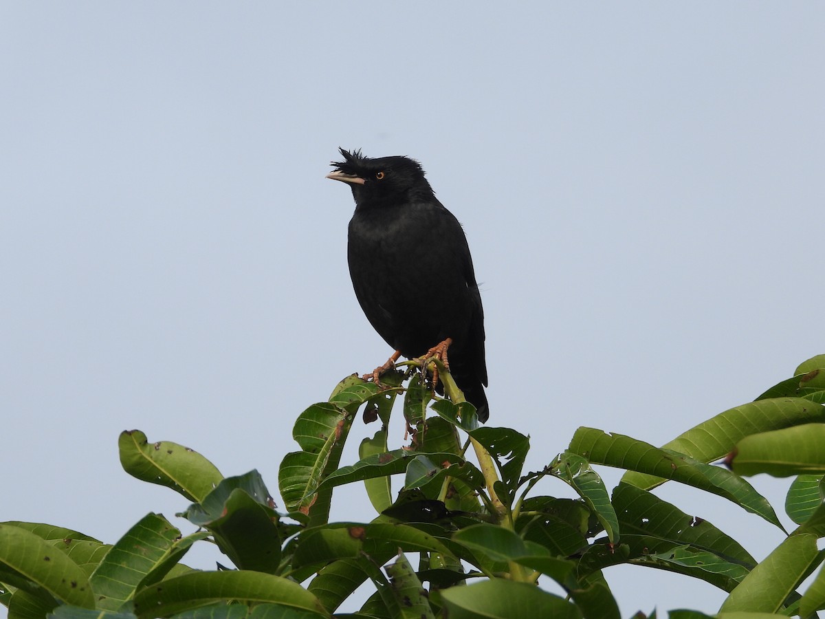 Haubenmaina - ML648423161