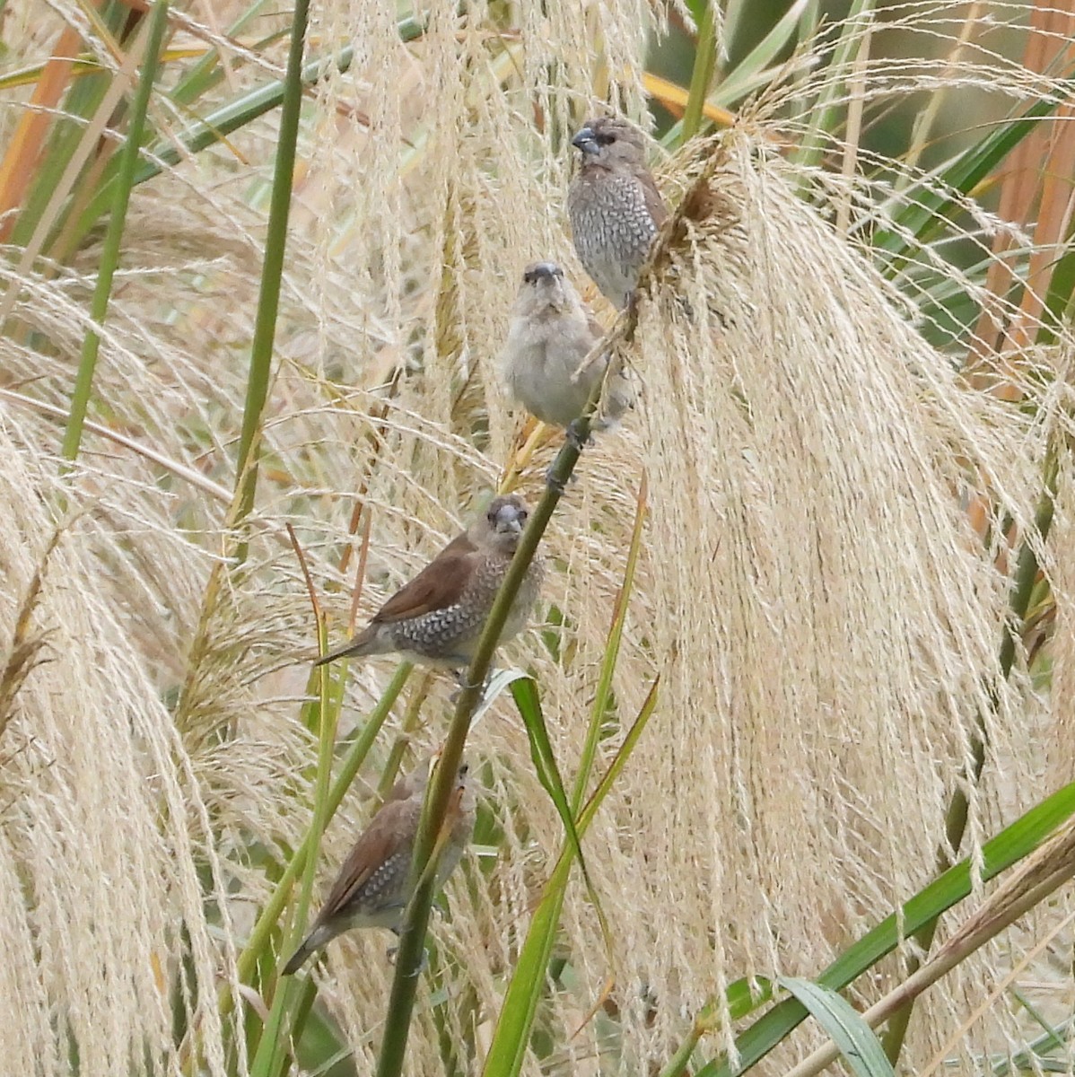 Muskatbronzemännchen - ML648423186