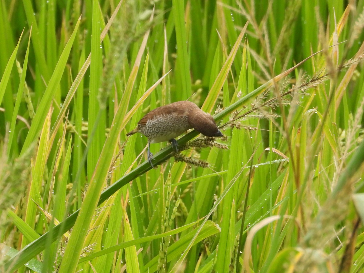 Muskatbronzemännchen - ML648423187