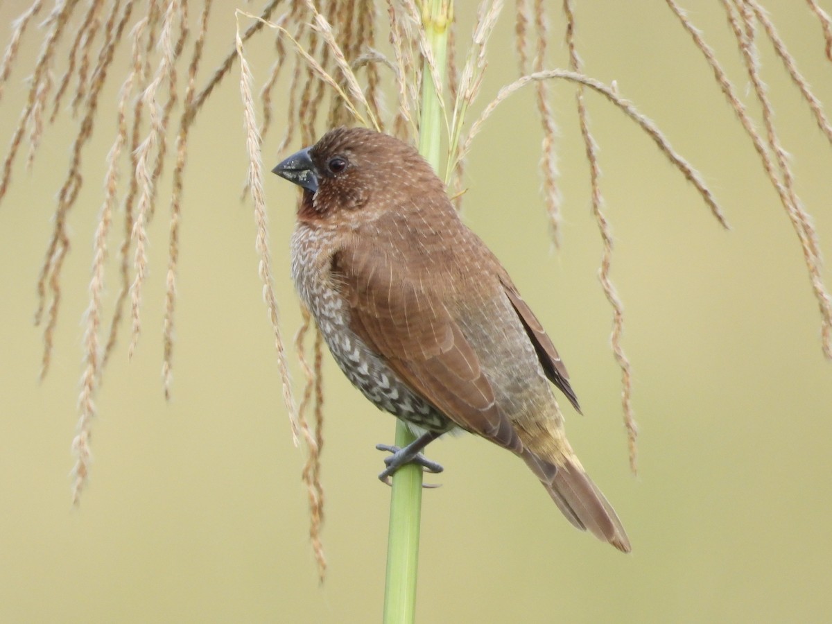 Muskatbronzemännchen - ML648423188