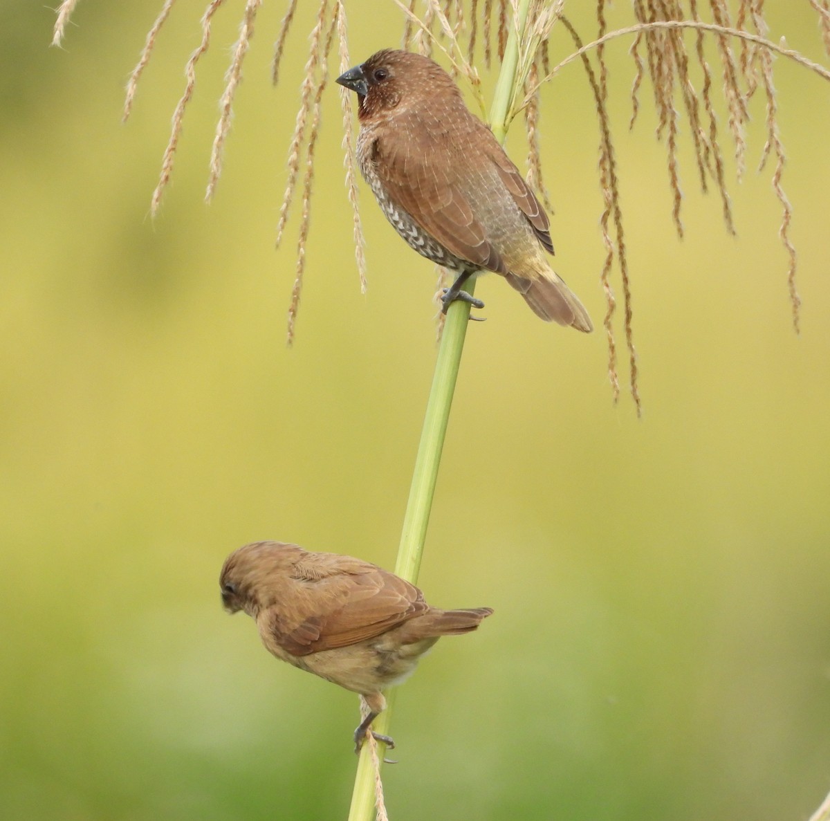 Muskatbronzemännchen - ML648423189