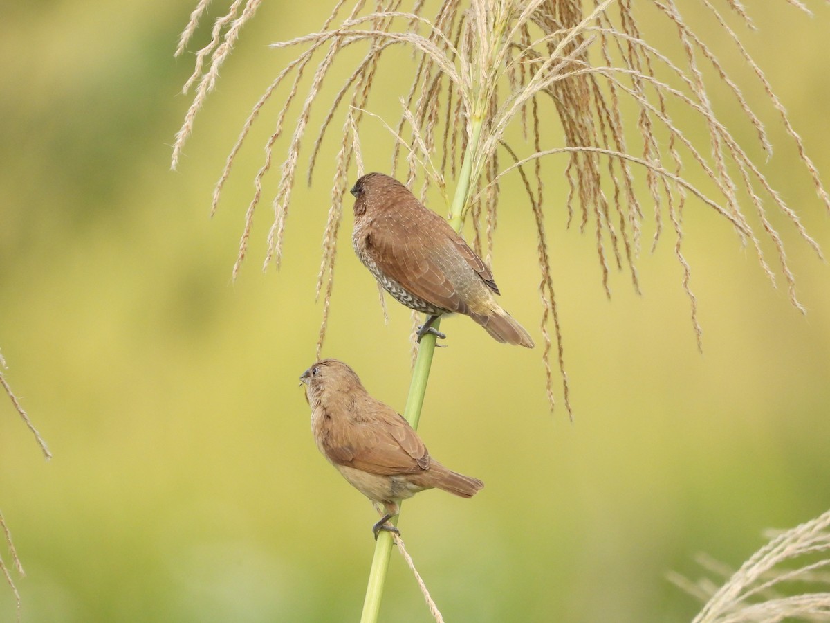 Muskatbronzemännchen - ML648423190