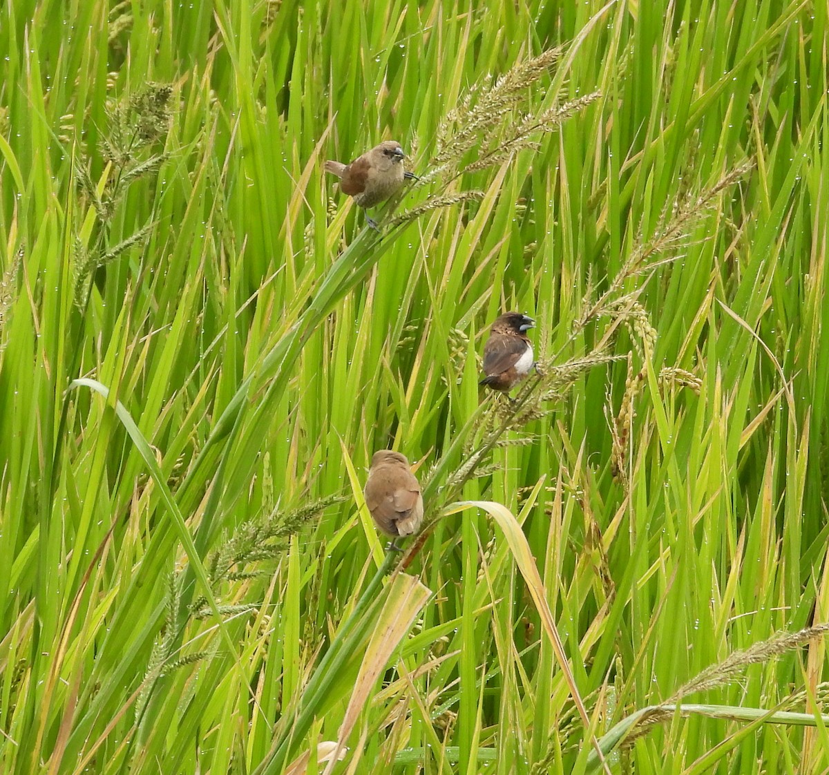 Spitzschwanz-Bronzemännchen - ML648423203