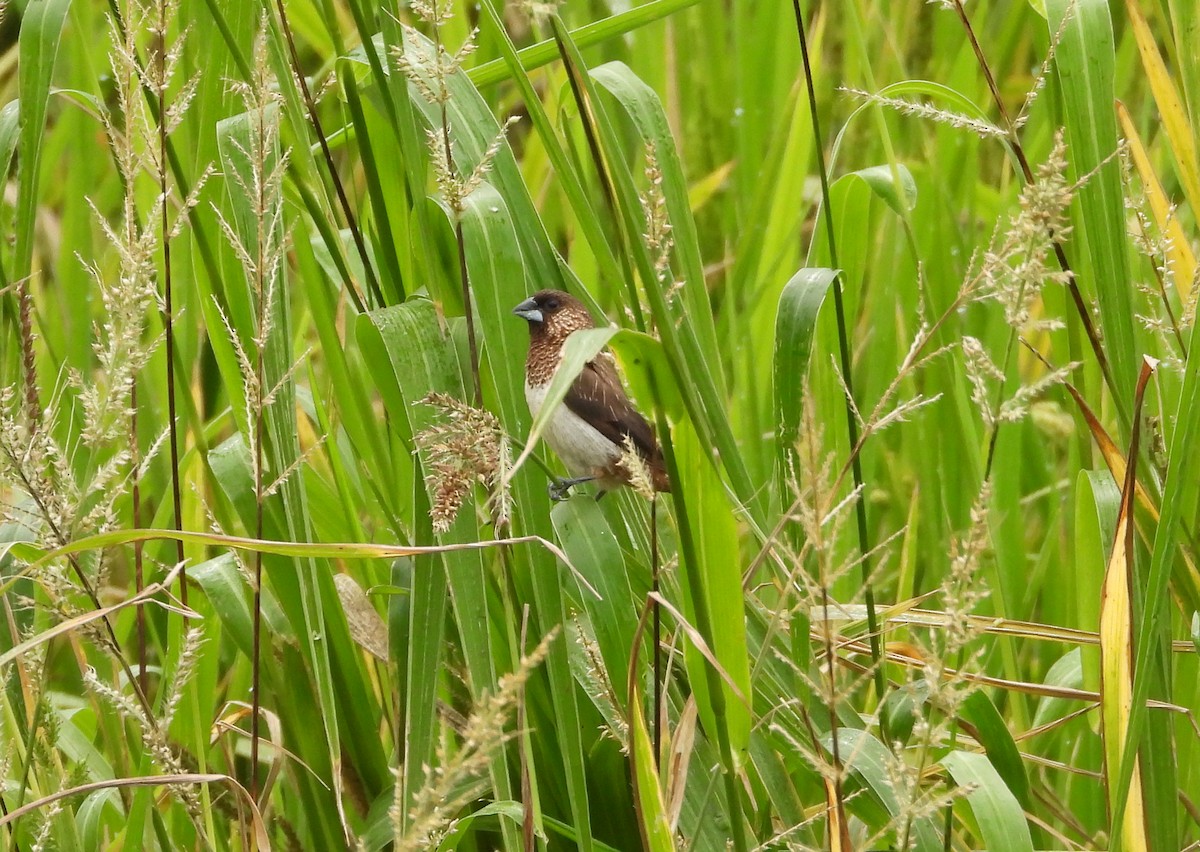 Spitzschwanz-Bronzemännchen - ML648423204