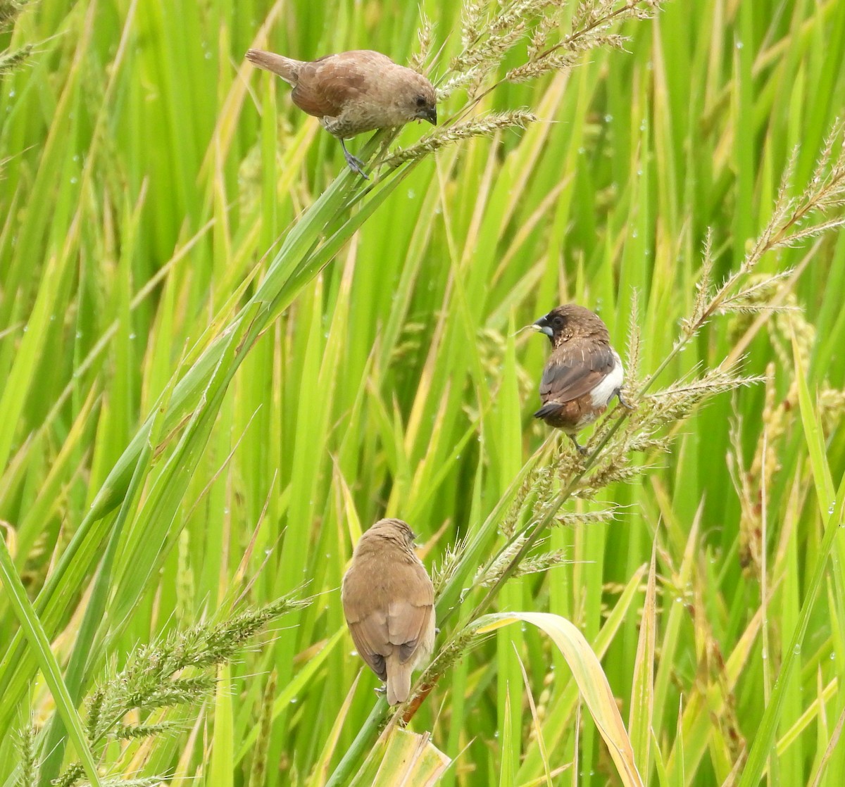 Spitzschwanz-Bronzemännchen - ML648423205