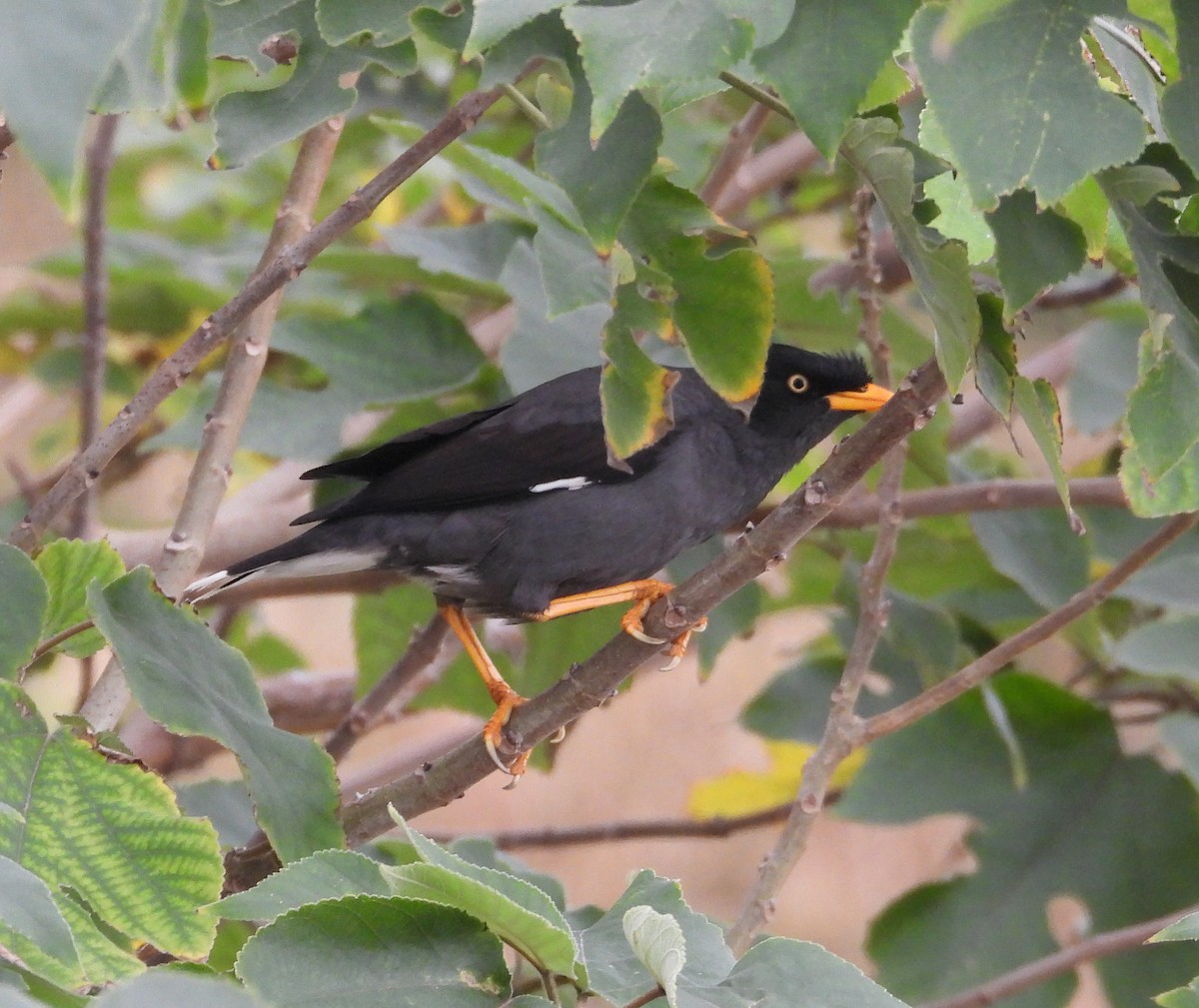 Javamaina - ML648423425