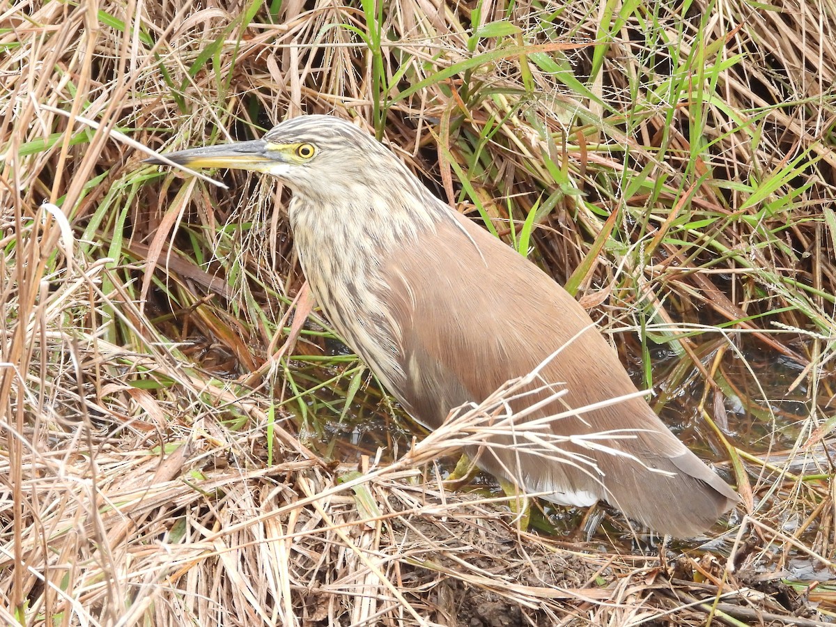 Bacchusreiher - ML648423792