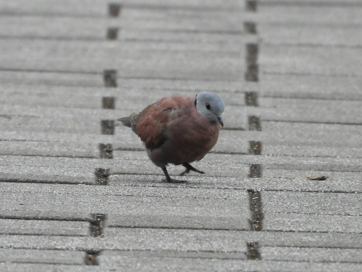 Halsringtaube - ML648423930