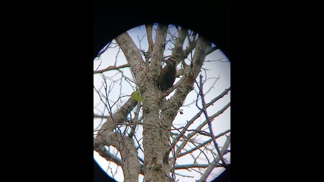 White-spotted Woodpecker - ML648423968