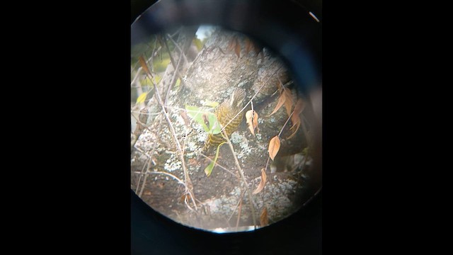 White-spotted Woodpecker - ML648423969