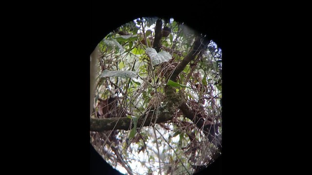 White-spotted Woodpecker - ML648423972