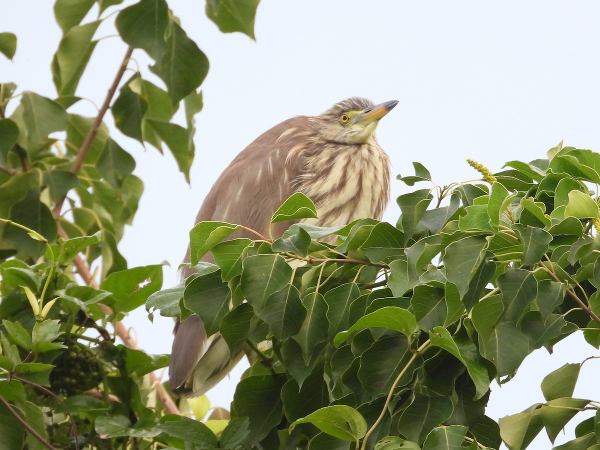 Bacchusreiher - ML648424018