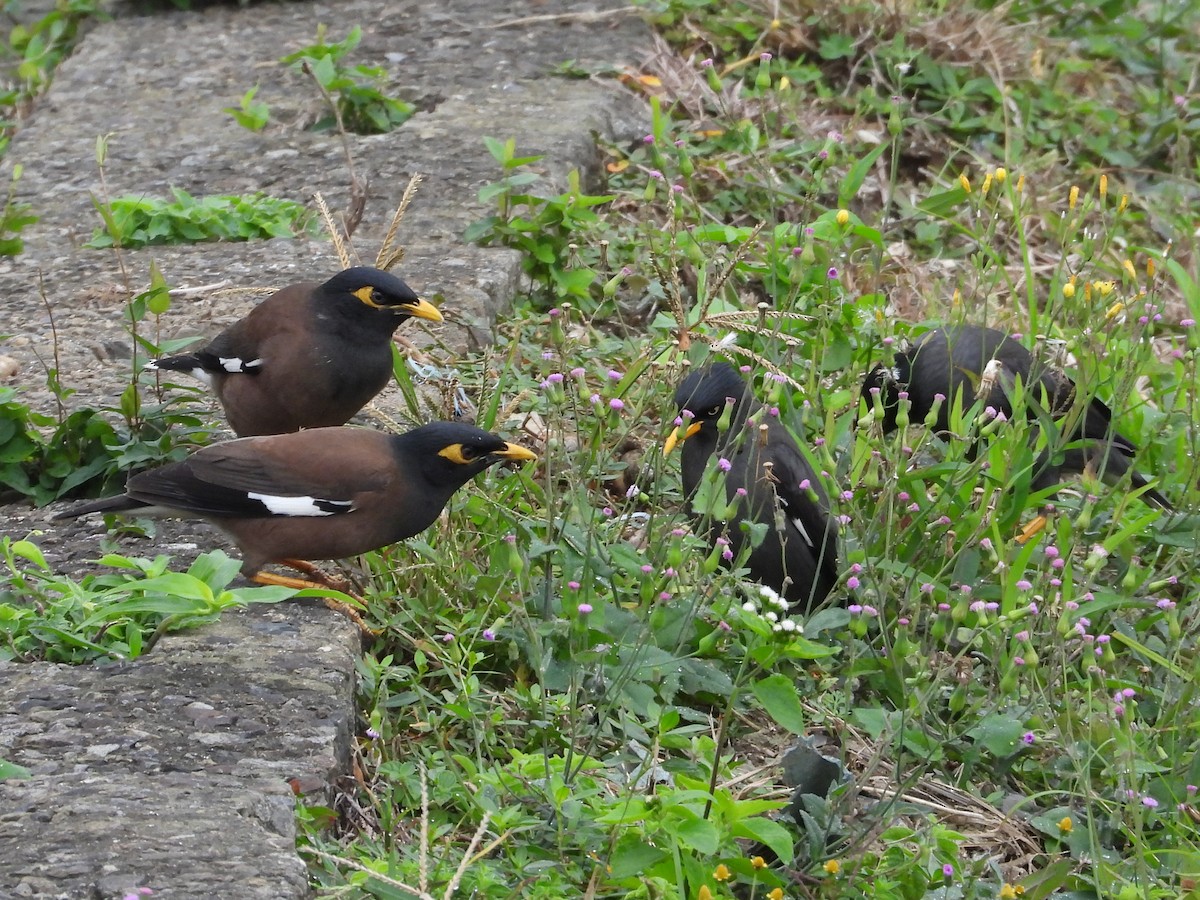 Javamaina - ML648424048