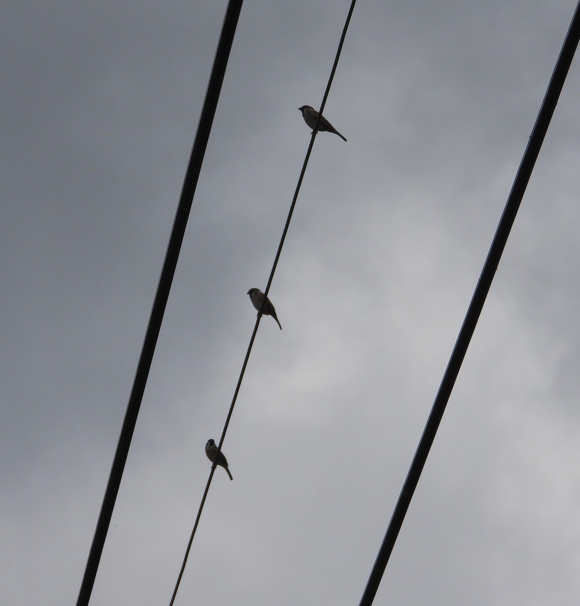 Feldsperling - ML648424072